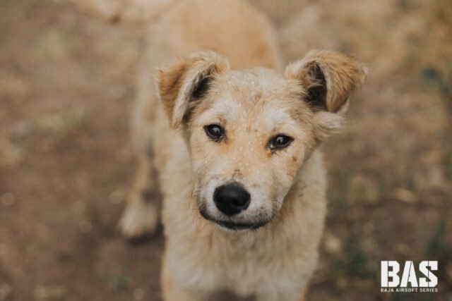 @bajaairsoftseries-127